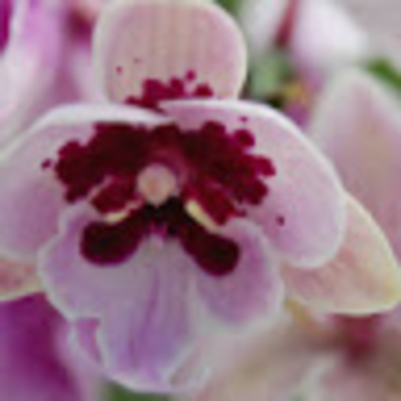 Meet your Posher, Cassandra - Picture 1 of 1